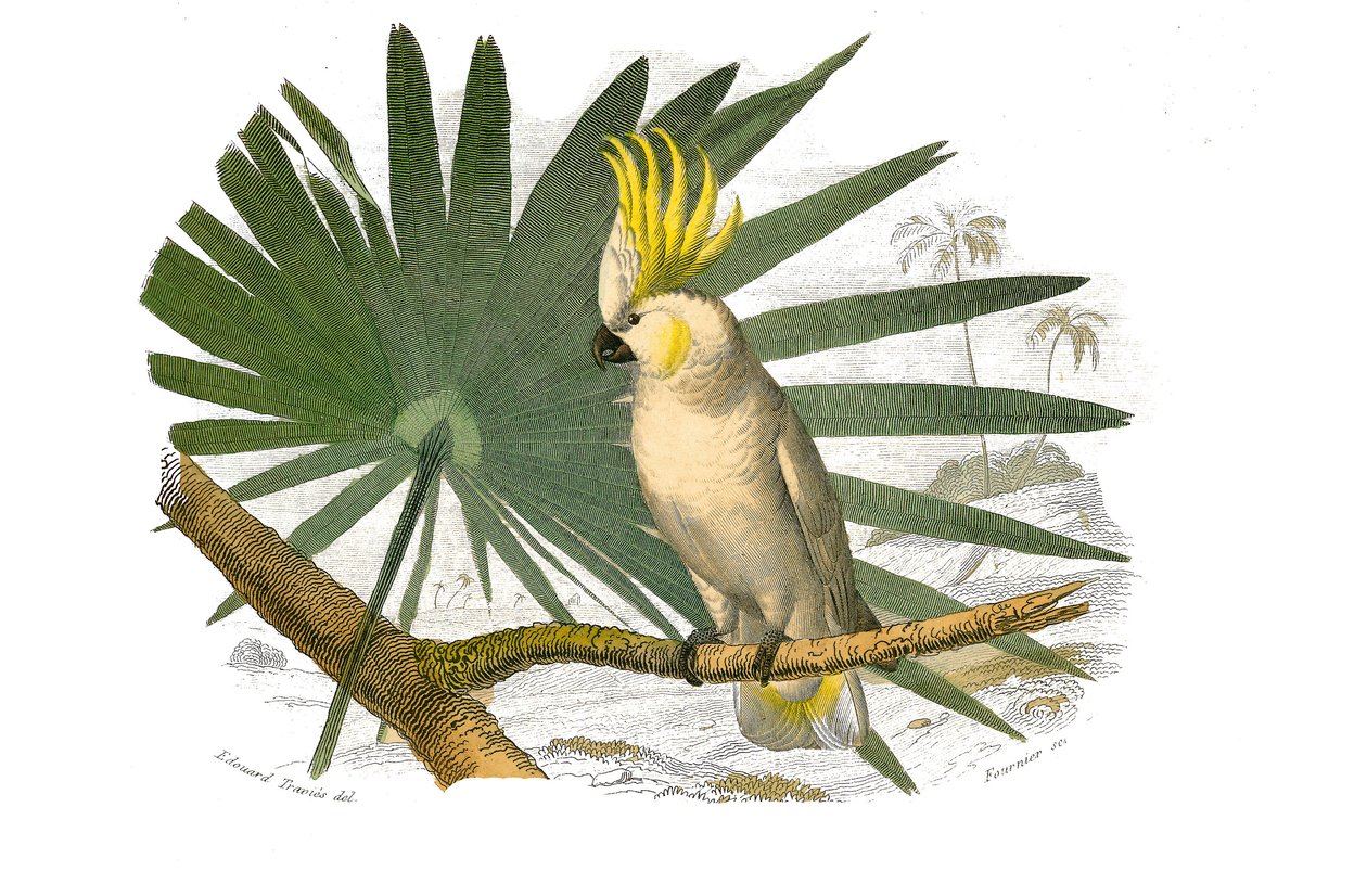Natural History Board: Zoological board representing climbers. The kakatoes has yellow hupe. Plate drawn from the nine volumes on birds in 