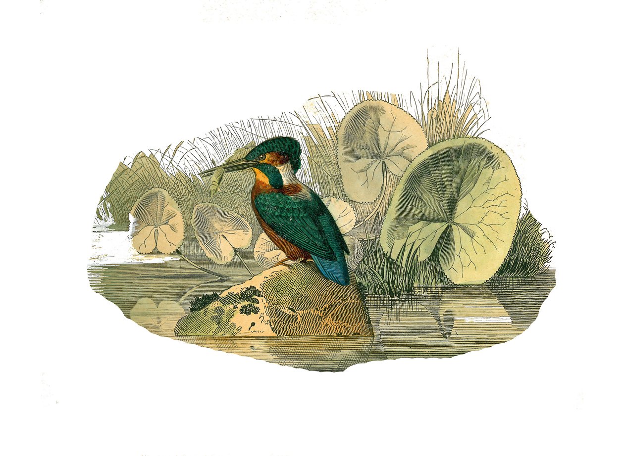 Natural History Board: Zoological board representing syndactyl passerines (having two or more soda fingers together). The kingfisher. Plate drawn from the nine volumes on birds in 