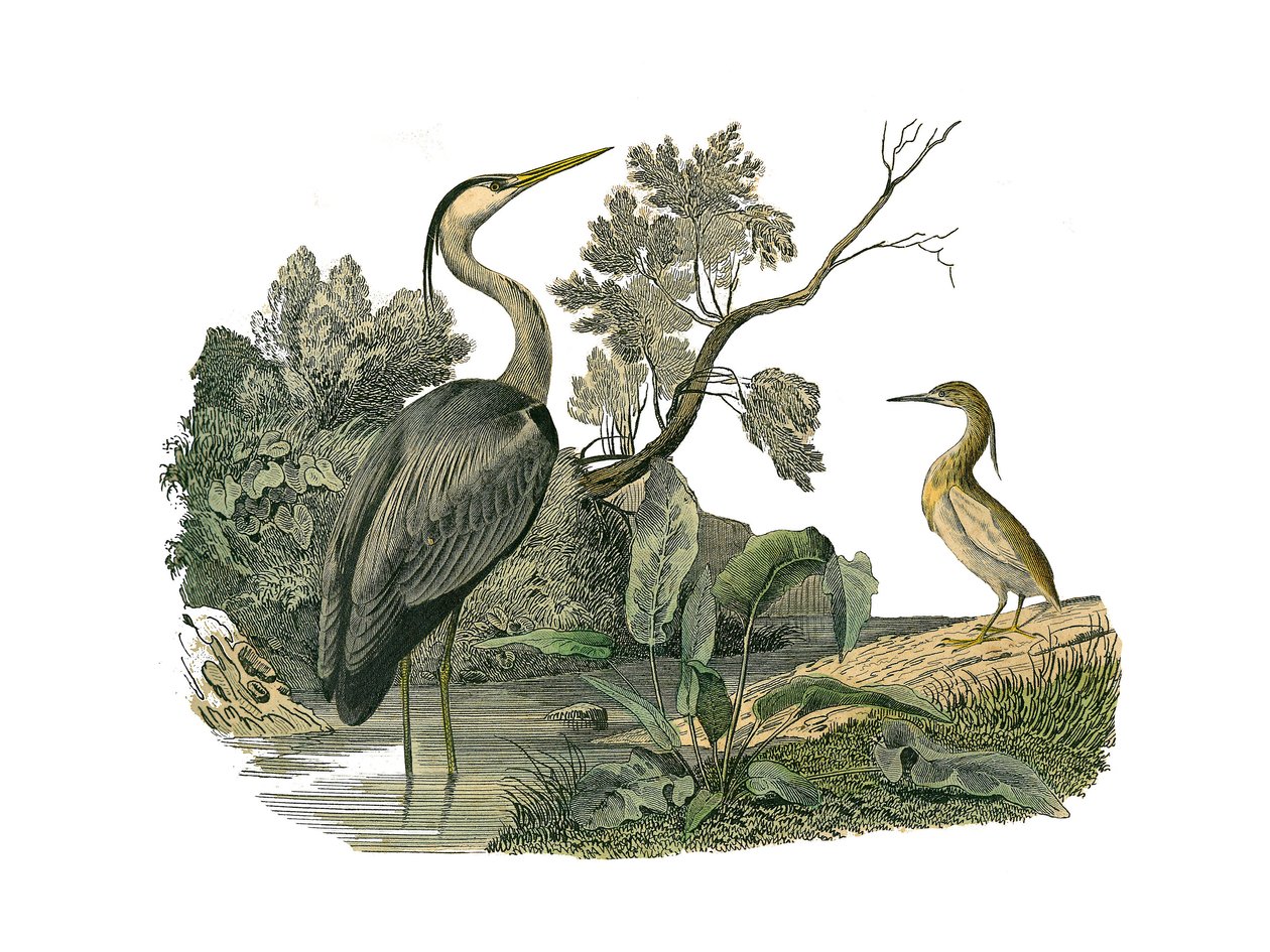 Natural History Board: Zoological board representing waterbirds and cultrirostrous waders (with large, long and strong bills): heron and crab. Plate drawn from the nine volumes on birds in 