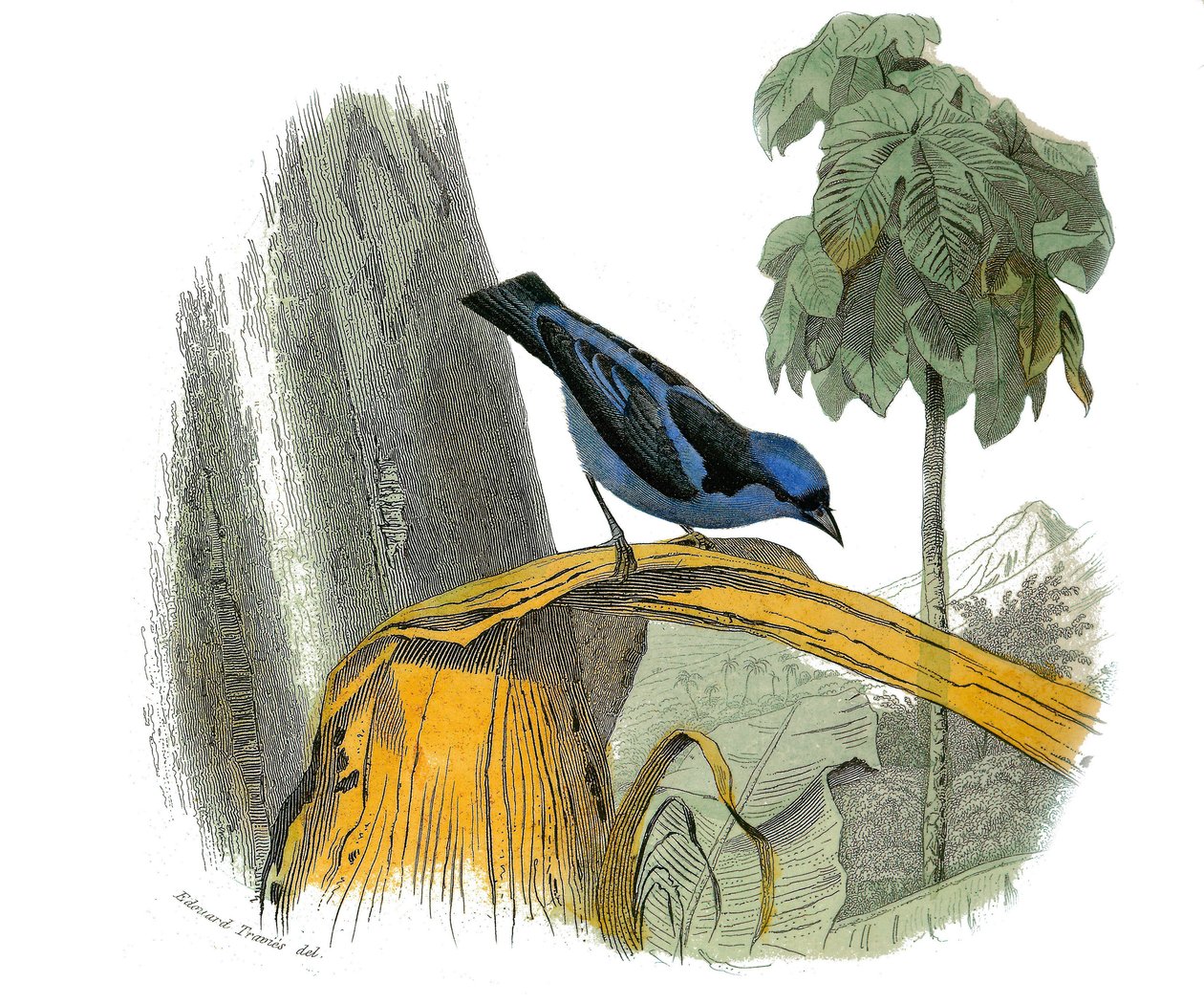 Natural History Plate: Zoological board representing dentirostrous passerines (with echancre). The blue pitpit. Plate drawn from the nine volumes on birds in 