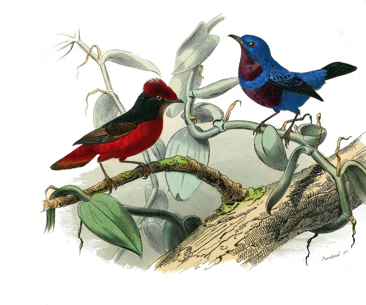 Natural History Plate: Zoological board representing dentirostrous passerines (with echancre). The Ouette and the blue cord. Plate drawn from the nine volumes on birds in 