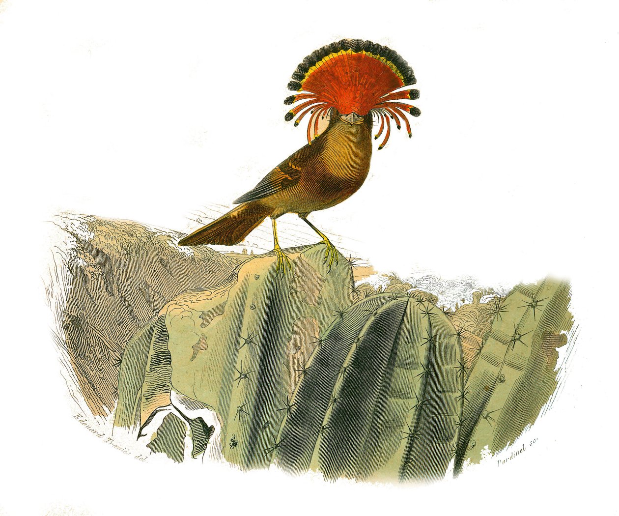 Natural History Plate: Zoological board representing dentirostrous passerines (with echancre). King of flies. Plate drawn from the nine volumes on birds in 