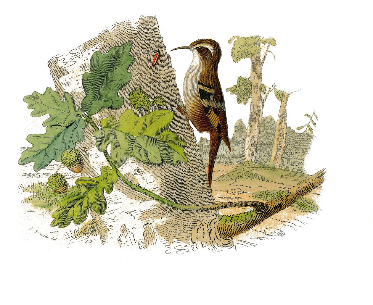 Natural History Plate: Zoological Board Representing Dentirostrous Passerines by Edouard Travies