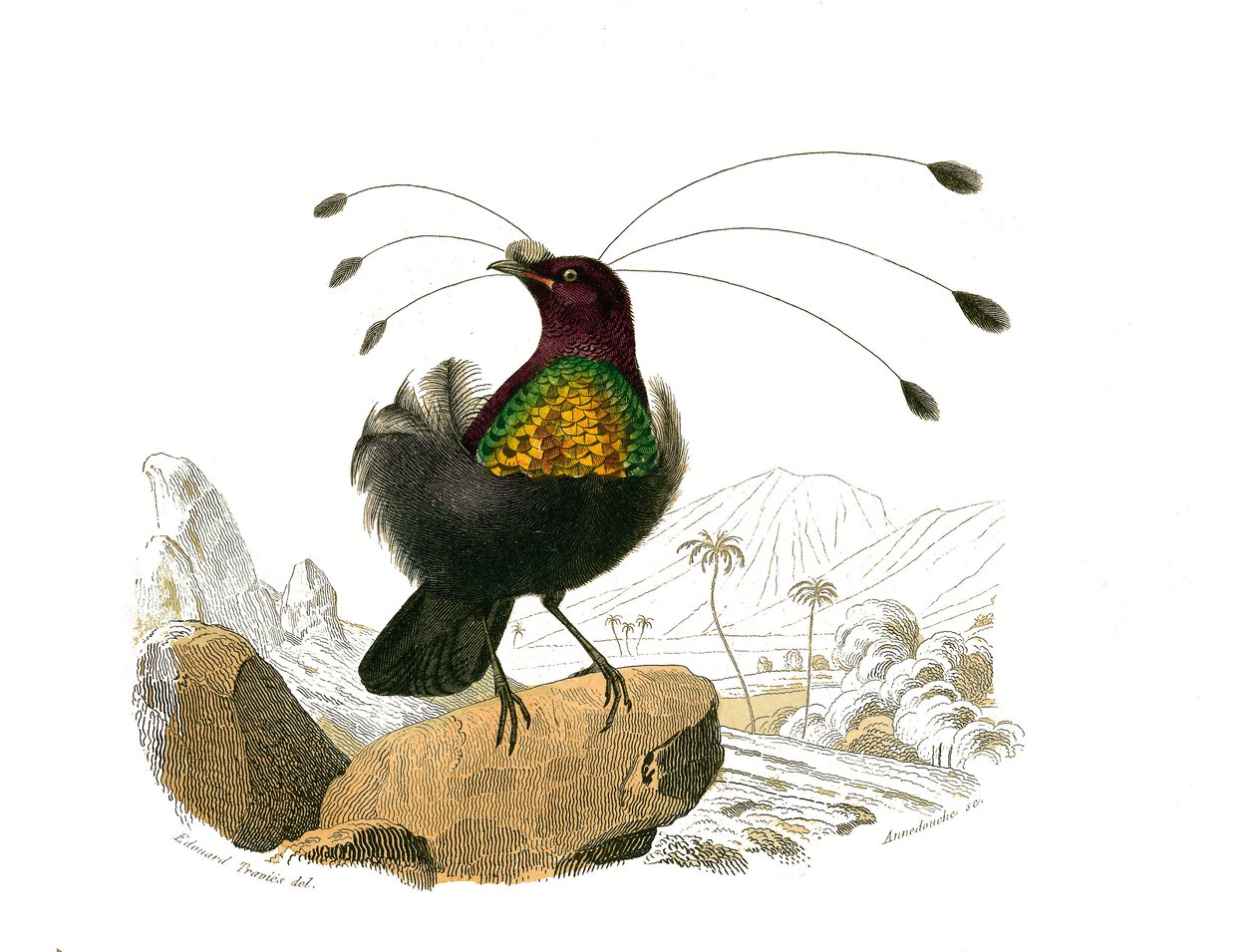 Natural history board: Zoological board representing conirostrous passerines (conical beak). The sifilet. Plate drawn from the nine volumes on birds in 