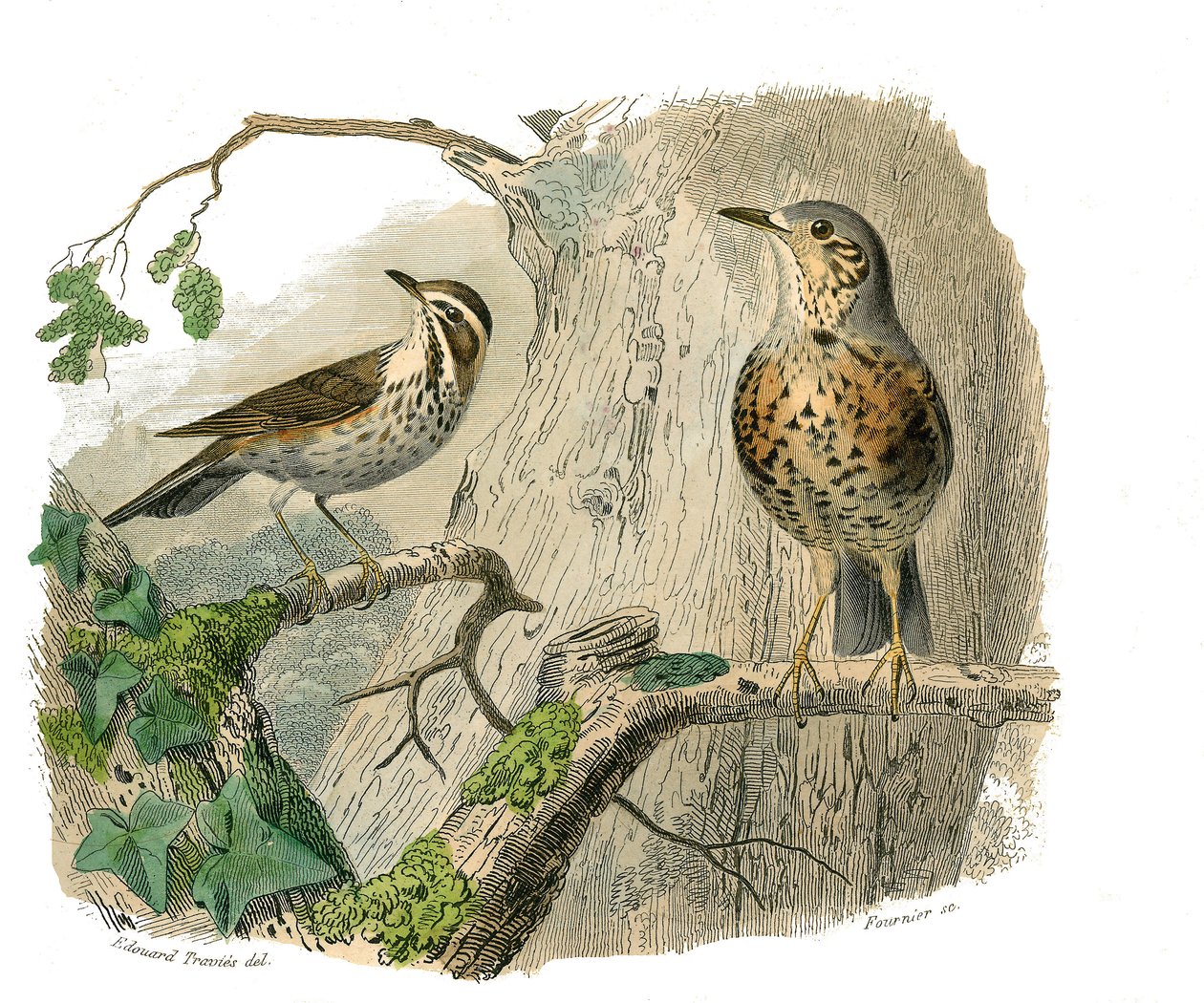 Natural history board: Zoological board representing conirostrous passerines (conical beak). The cursed and drains. Plate drawn from the nine volumes on birds in 