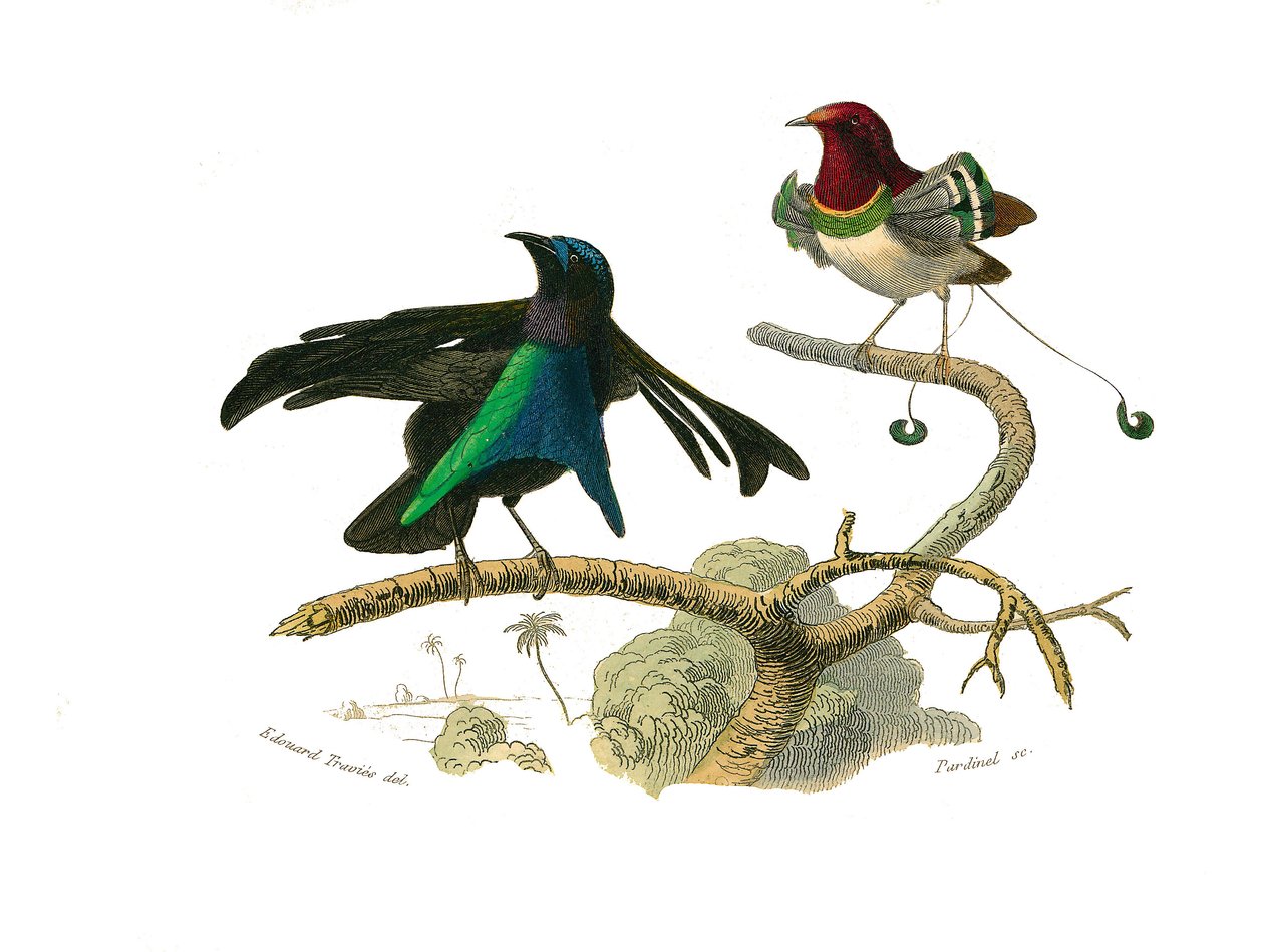 Natural history board: Zoological board representing conirostrous passerines (conical beak). The black manucode and the manucode. Plate drawn from the nine volumes on birds in 