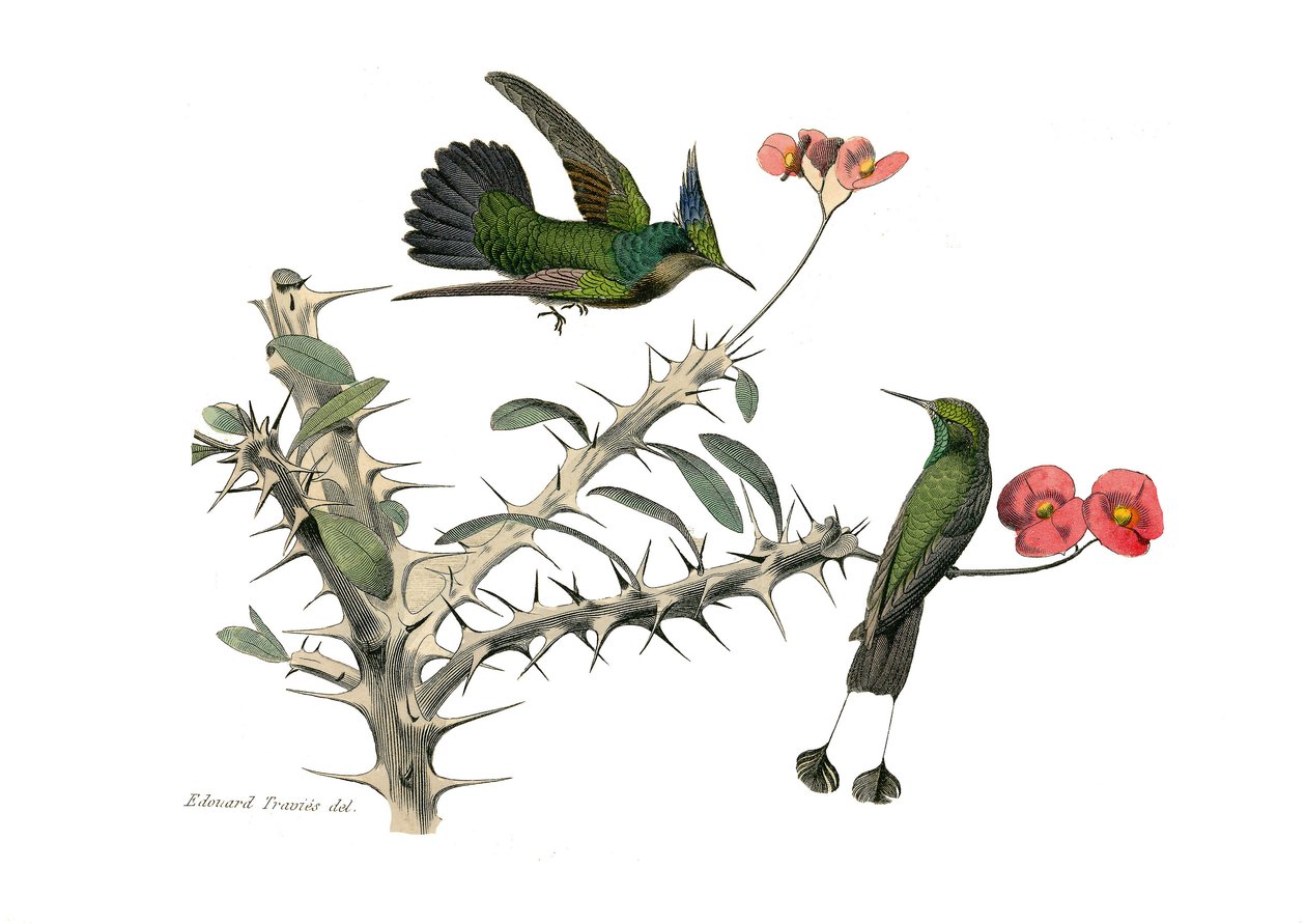 Natural history board: Zoological board representing conirostrous passerines (conical beak). The hoopoly fly bird and the snowshoe fly bird. Plate drawn from the nine volumes on birds in 