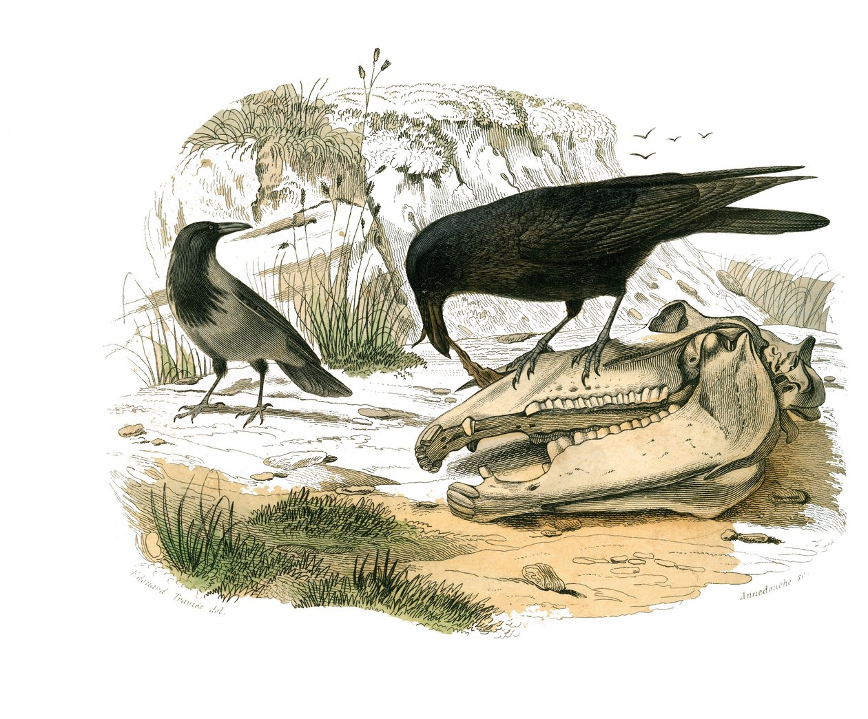 Natural History Board: Zoological board representing conirostrous passerines (conical beak). The raven. Plate drawn from the nine volumes on birds in 