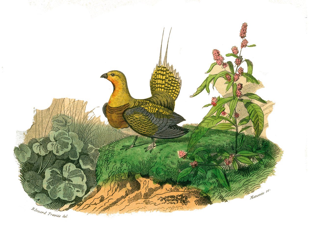 Natural History Board: Zoological Board Representing Gallinaces: Ganga. Plate Drawn from the Nine Volumes on Birds in 