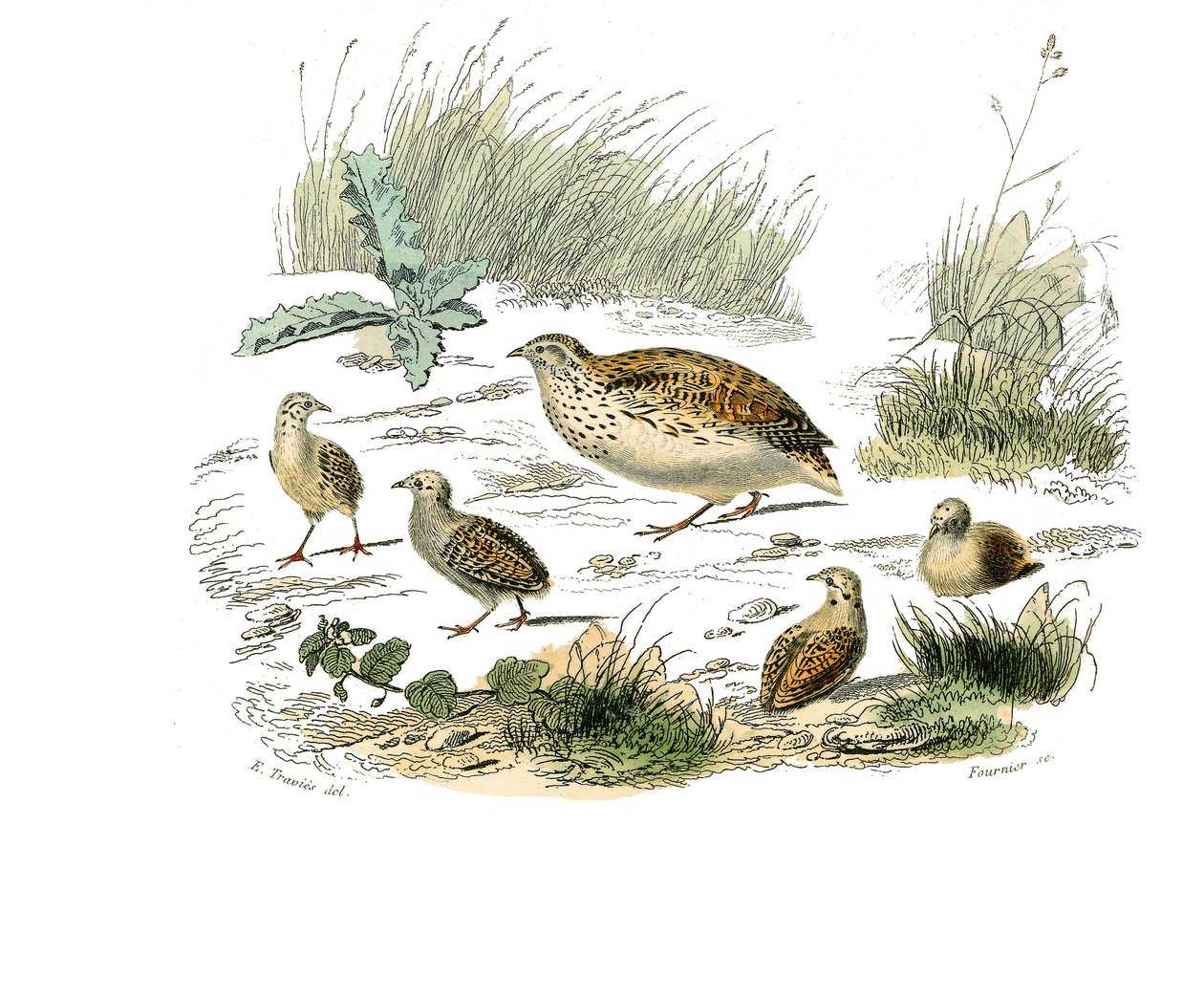 Natural history board: Zoological board representing gallinaces: quail. Plate drawn from the nine volumes on birds in 