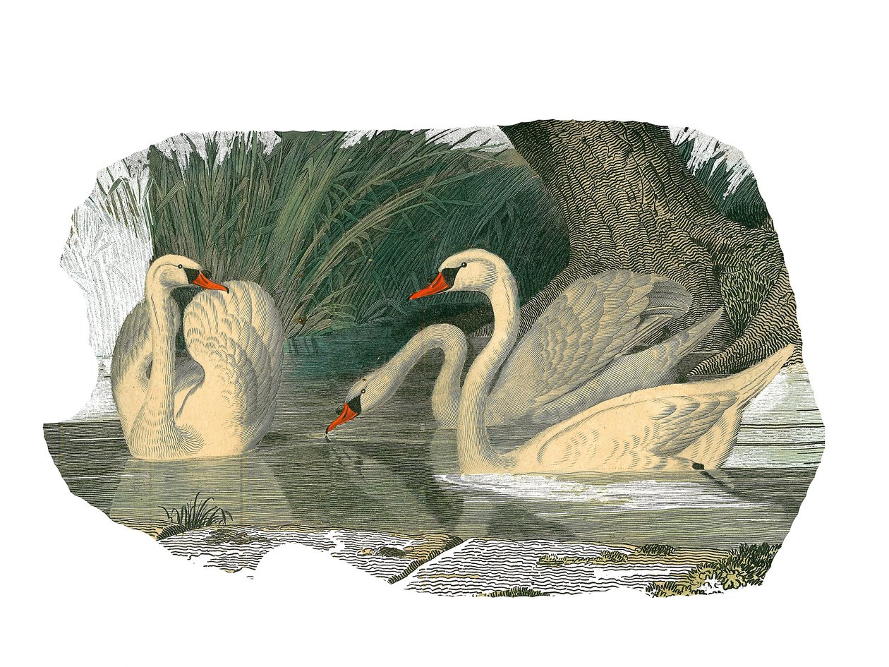 Natural History Board: Zoological Board Representing Lamellirostrous Palmipedes by Edouard Travies