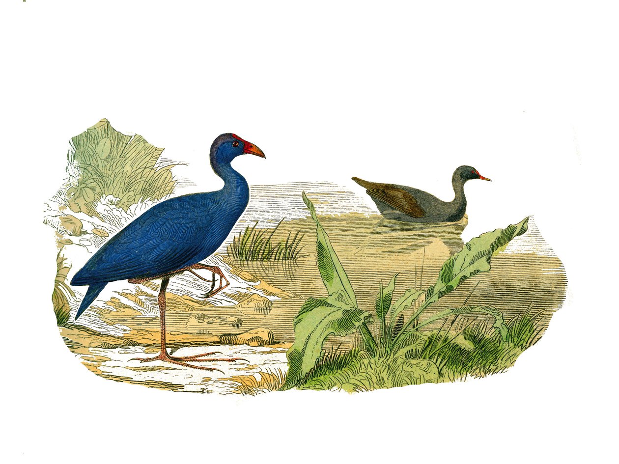 Natural History Board: Zoological Board Representing the Longirostrous Shading (Long and Lean Bill): The Sultan Hen (Sultan Hen) and the Waterhen. Plate Drawn from the Nine Volumes on Birds in Works Complete of Buffon Written by Naturalist Georges Lo by Edouard Travies
