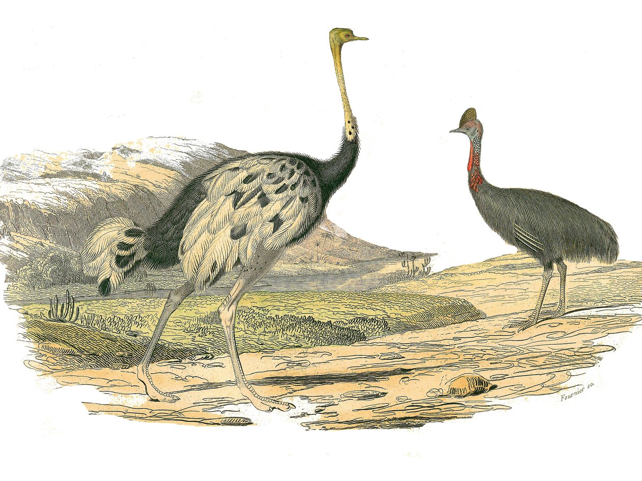 Natural history board: Zoological board representing the waders: ostrich and casoar. Plate drawn from the nine volumes on birds in 