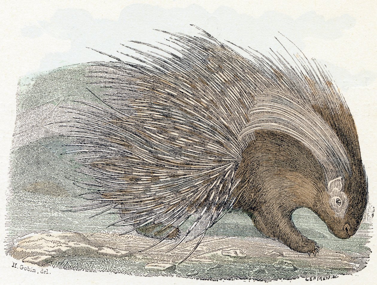 Porcupine - Alphabet Illustrates Animals by Edouard Travies