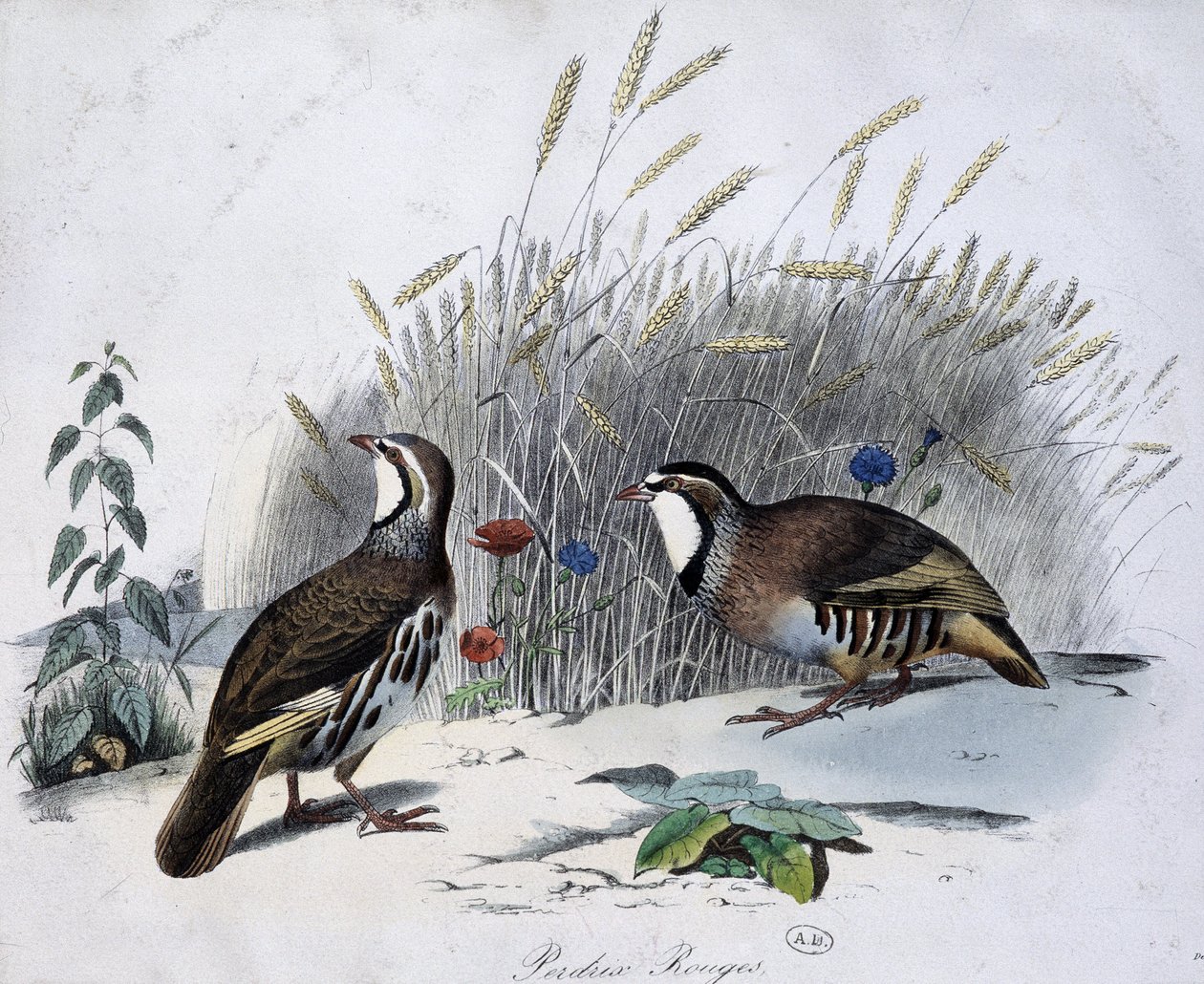 Red Partridge - Drawing by Travies by Edouard Travies