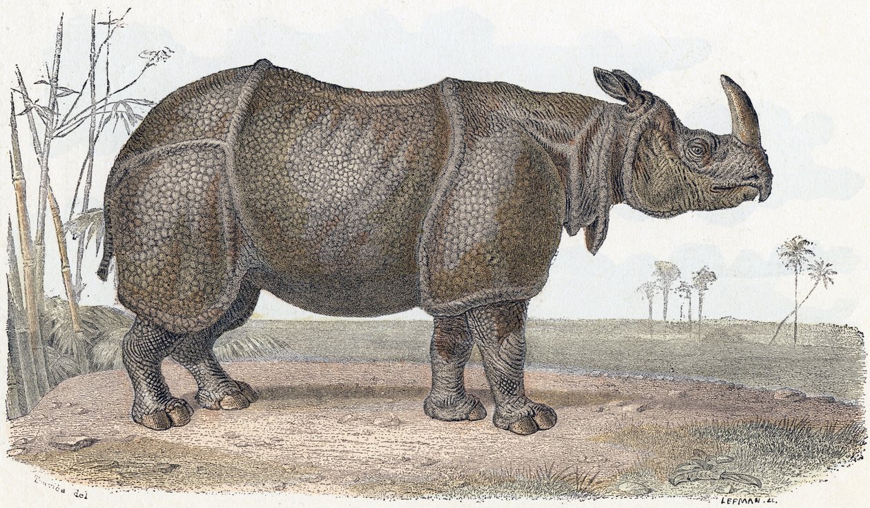 Rhinoceros - Alphabet Illustrates Animals by Edouard Travies