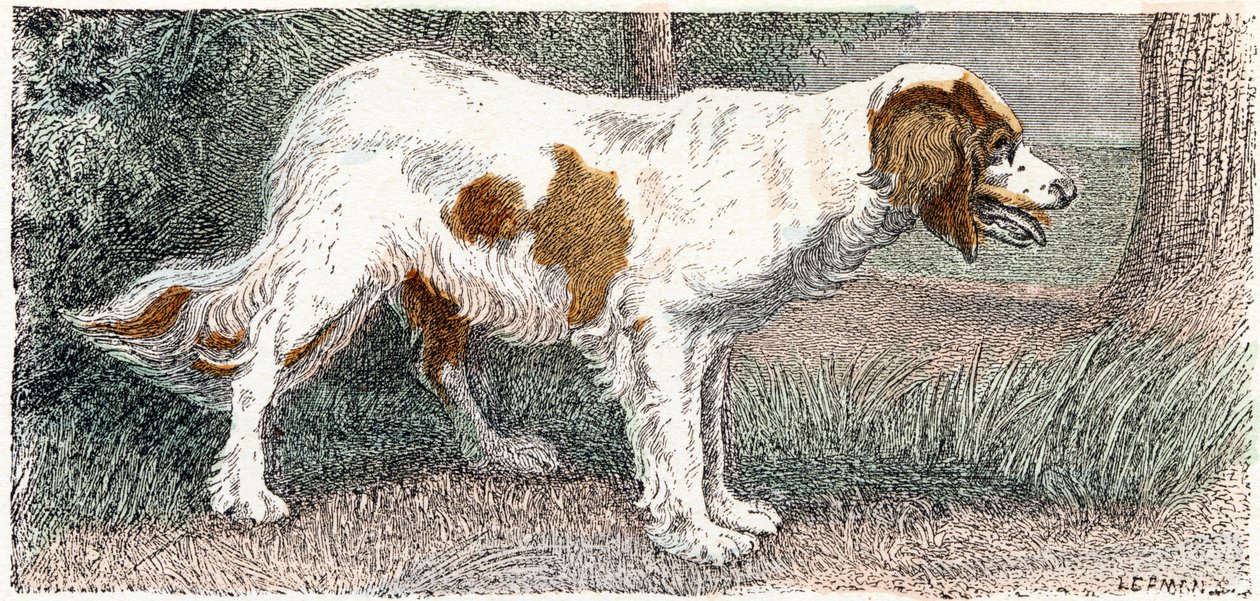 Spaniel (Dog) - Alphabet Illustrates Animals by Edouard Travies