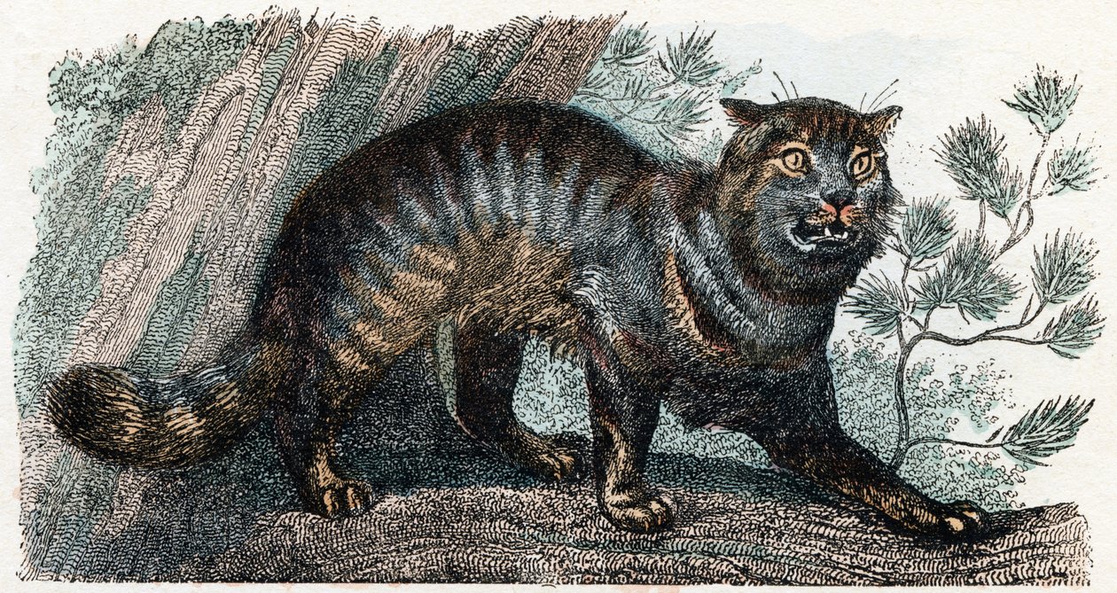 Wild Cat - Alphabet Illustrates Animals by Edouard Travies