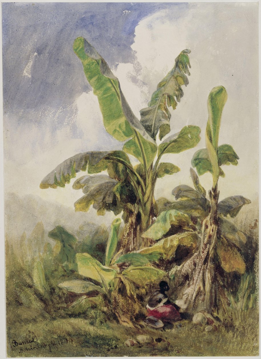 Banana Grove, Penha by Eduard Hildebrandt