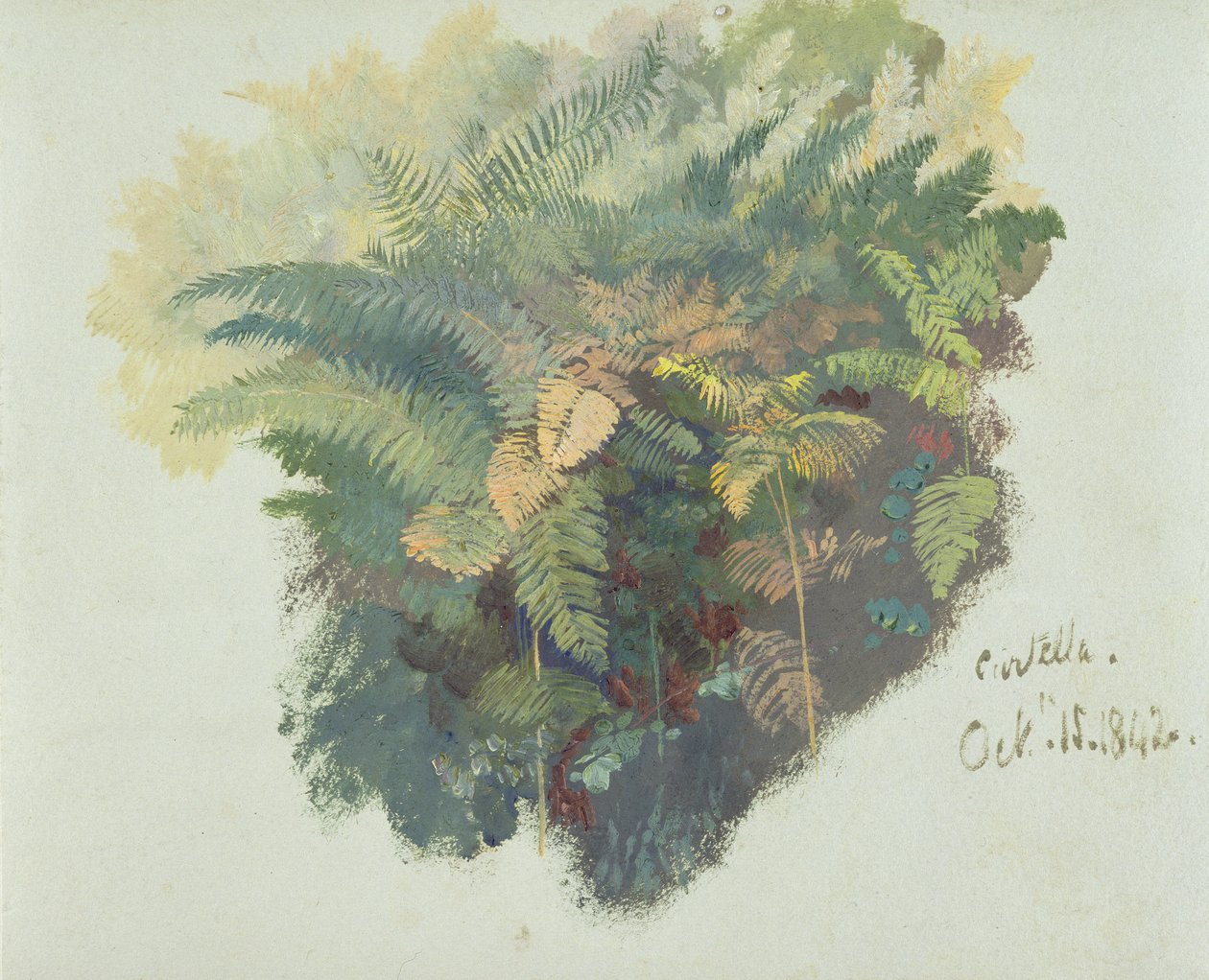 A Study of Ferns, Citivella, 1842 by Edward Lear