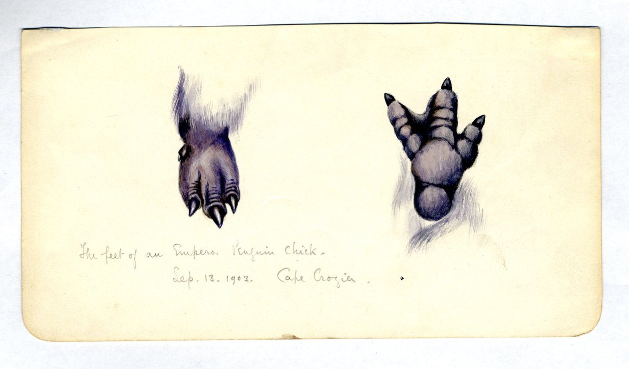 Two studies of the foot of an emperor penguin chick, 1901-04 by Edward Adrian Wilson
