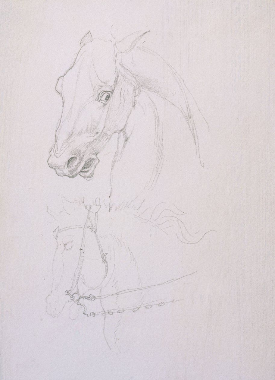Study of a Horse
