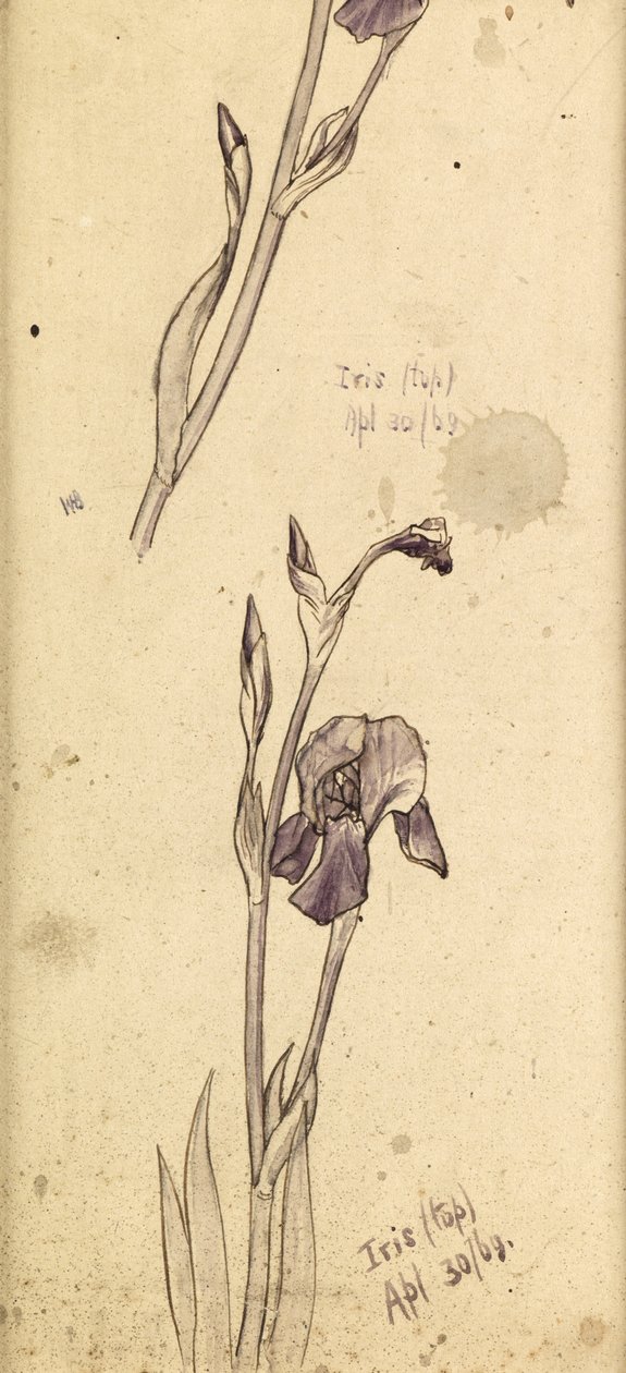 Irises by Edward Burne Jones