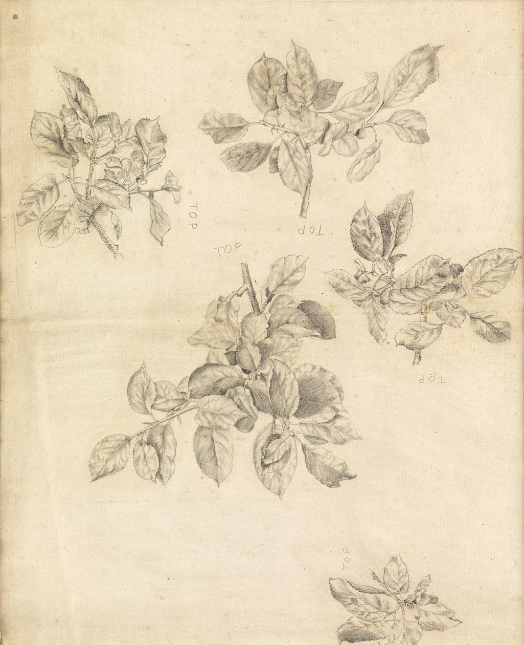 Study of apples, possibly for the background of 