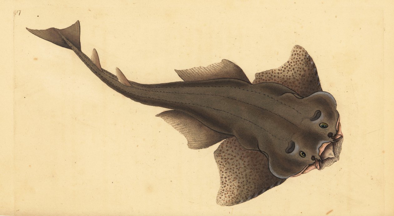 Angelshark. Handcoloured copperplate by Edward Donovan from 