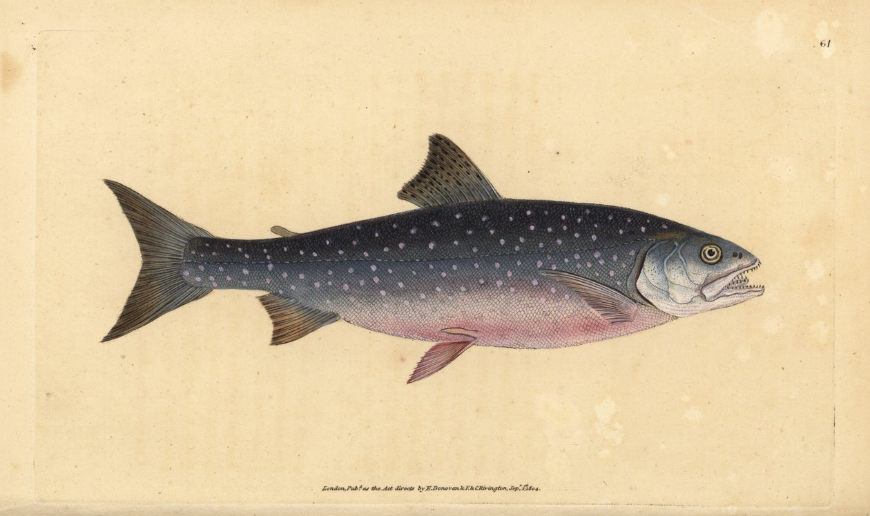 Arctic char, Salvelinus alpinus alpinus by Edward Donovan