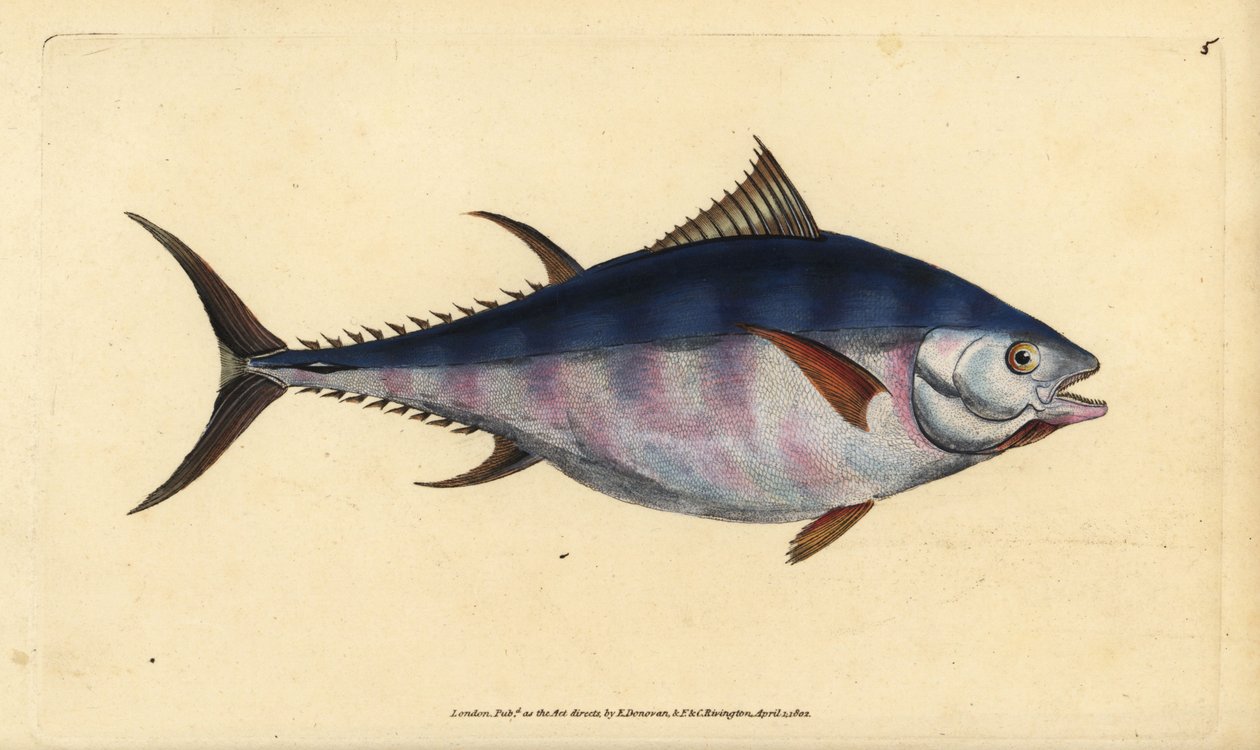 Atlantic Bluefin Tuna, Thunnus Thynnus. Handcoloured Copperplate Drawn and Engraved by Edward Donovan from His Natural History of British Fishes by Edward Donovan