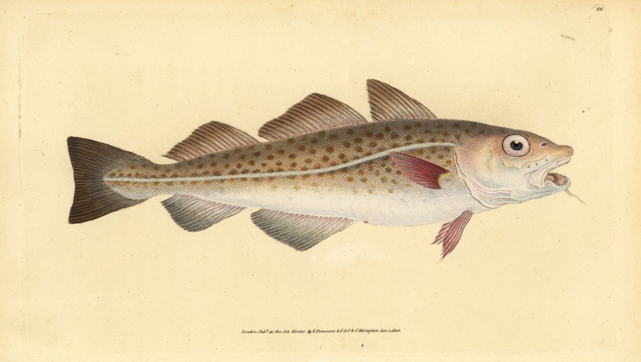 Atlantic cod or cod fish. Gadus morhua. Vulnerable. Handcoloured copperplate from Natural History of British Fishes, Donovan and F.C. and J. Rivington, London by Edward Donovan