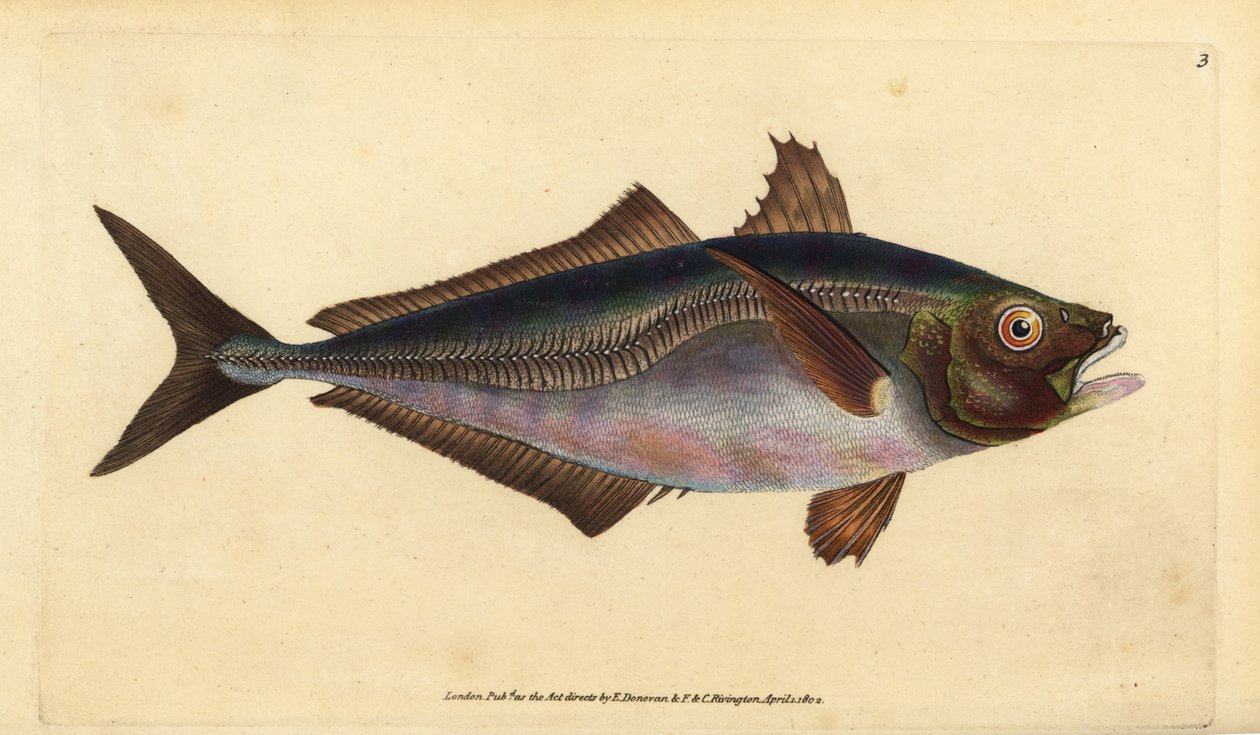 Atlantic Horse Mackerel, Trachurus trachurus (Scad, Scomber trachurus). Handcoloured Copperplate Drawn and Engraved by Edward Donovan from His Natural History of British Fishes, Donovan and F.C. and J. Rivington, London by Edward Donovan