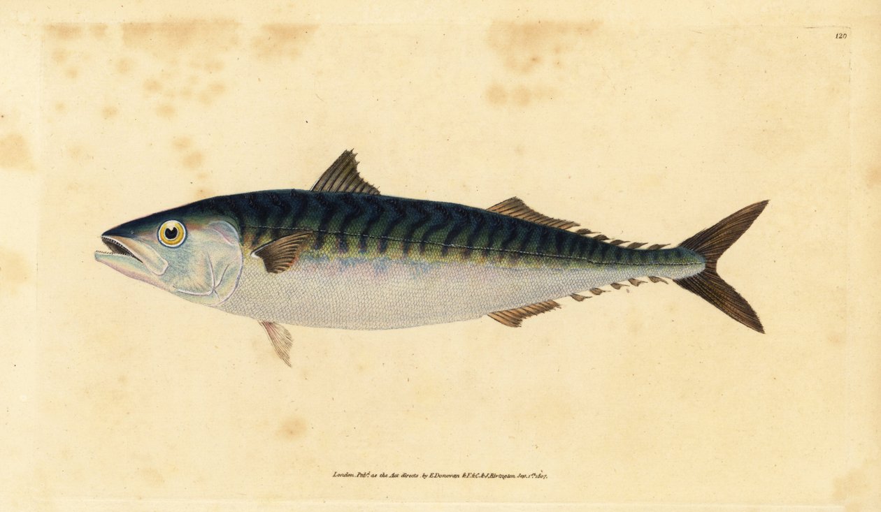 Atlantic mackerel, Scomber scombrus (Mackarel, Scomber scomber). Handcoloured copperplate drawn and engraved by Edward Donovan from his Natural History of British Fishes, Donovan and F.C. and J. Rivington, London by Edward Donovan