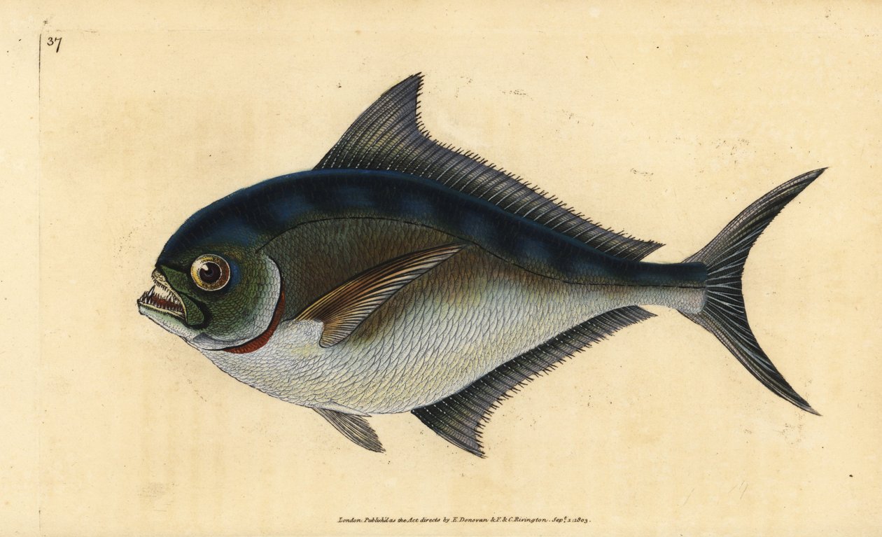 Atlantic pomfret, Brama brama by Edward Donovan