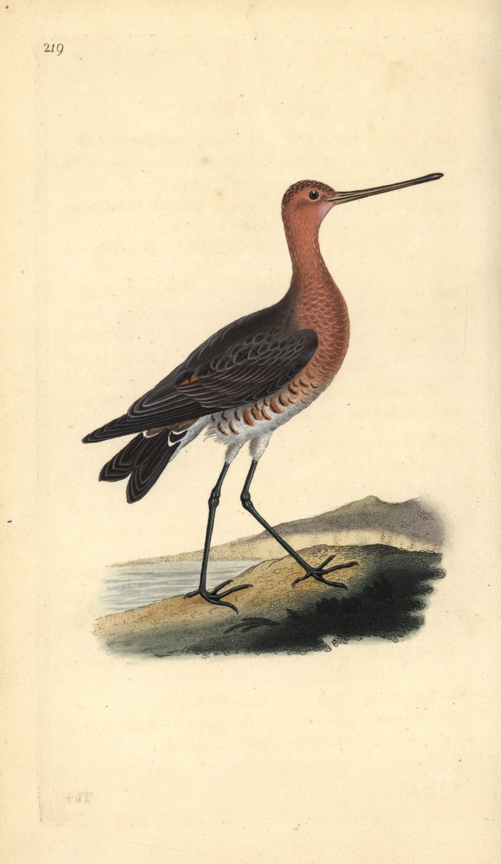 Bar-tailed godwit (male), Limosa lapponica by Edward Donovan