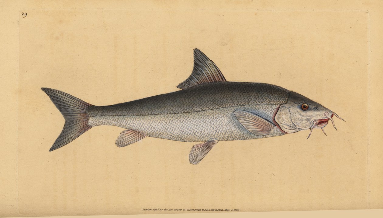 Barbel. Handcoloured copperplate by Edward Donovan from 