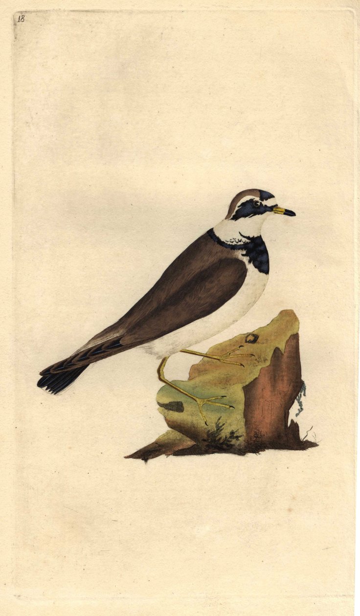 Common ringed plover. Charadrius hiaticula. Copper engraving by Edward Donovan, published in Histoire naturelle des oiseaux britanniques, London by Edward Donovan