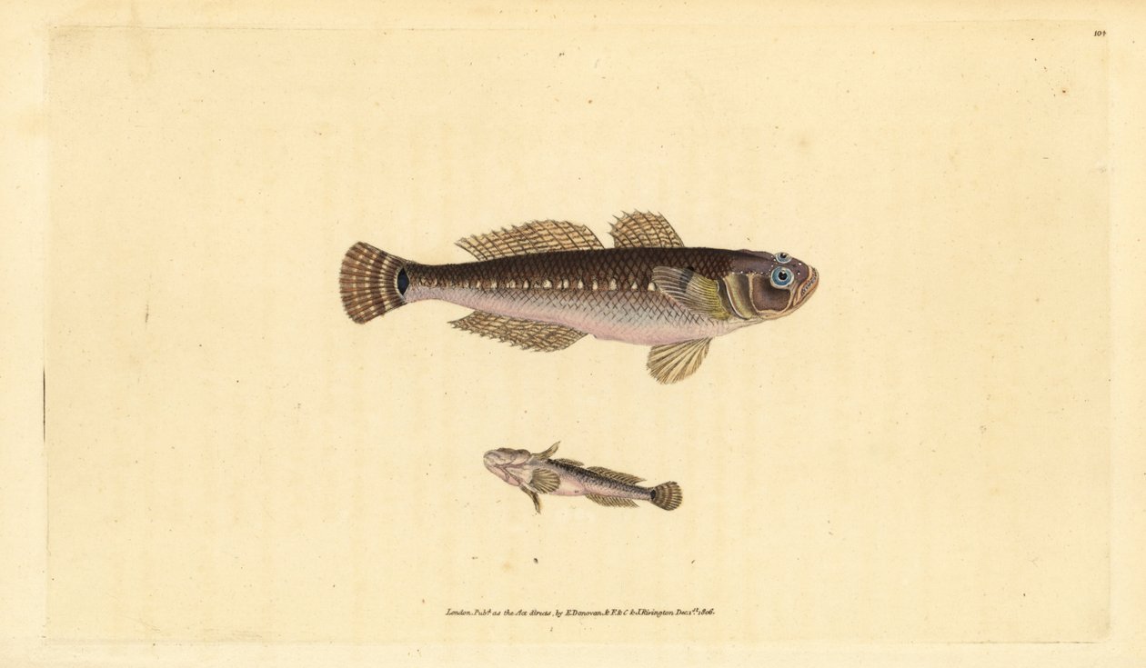 Black goby, Gobius niger by Edward Donovan