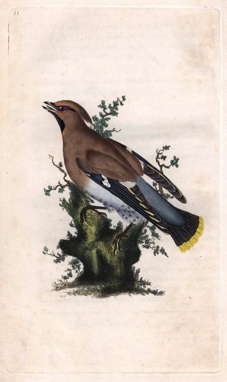 Bohemian Waxwing, Bombycilla garrulus by Edward Donovan