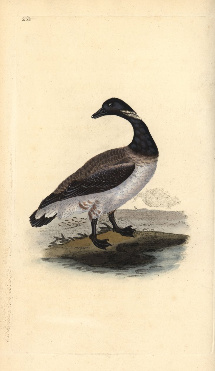 Brent goose, Branta bernicla. Handcoloured copperplate drawn and engraved by Edward Donovan from his own Natural History of British Birds, London by Edward Donovan