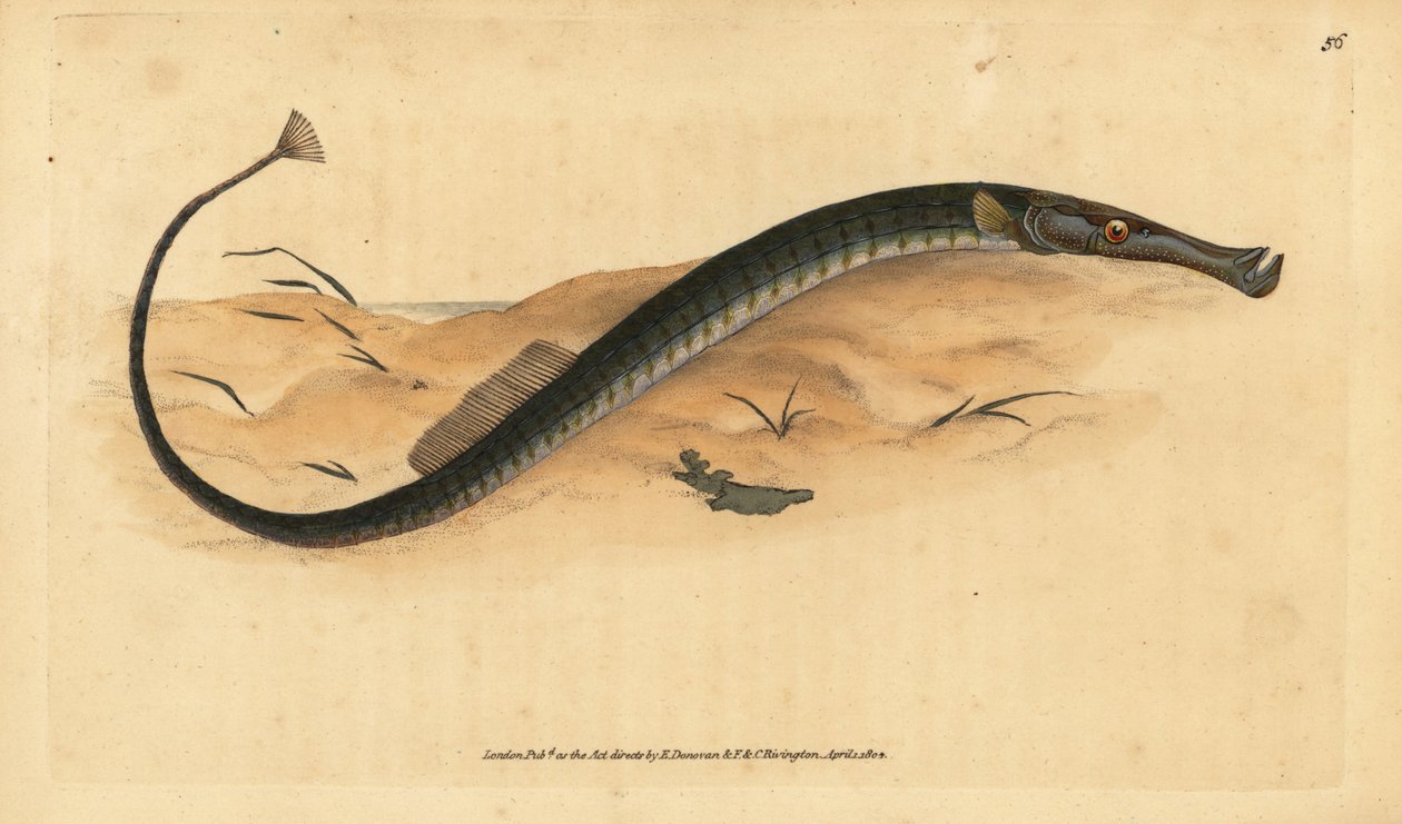 Broadnosed or Shorter Pipefish, Syngnathus typhle. Handcoloured Copperplate Drawn and Engraved by Edward Donovan from His Natural History of British Fishes, Donovan and F.C. and J. Rivington, London by Edward Donovan