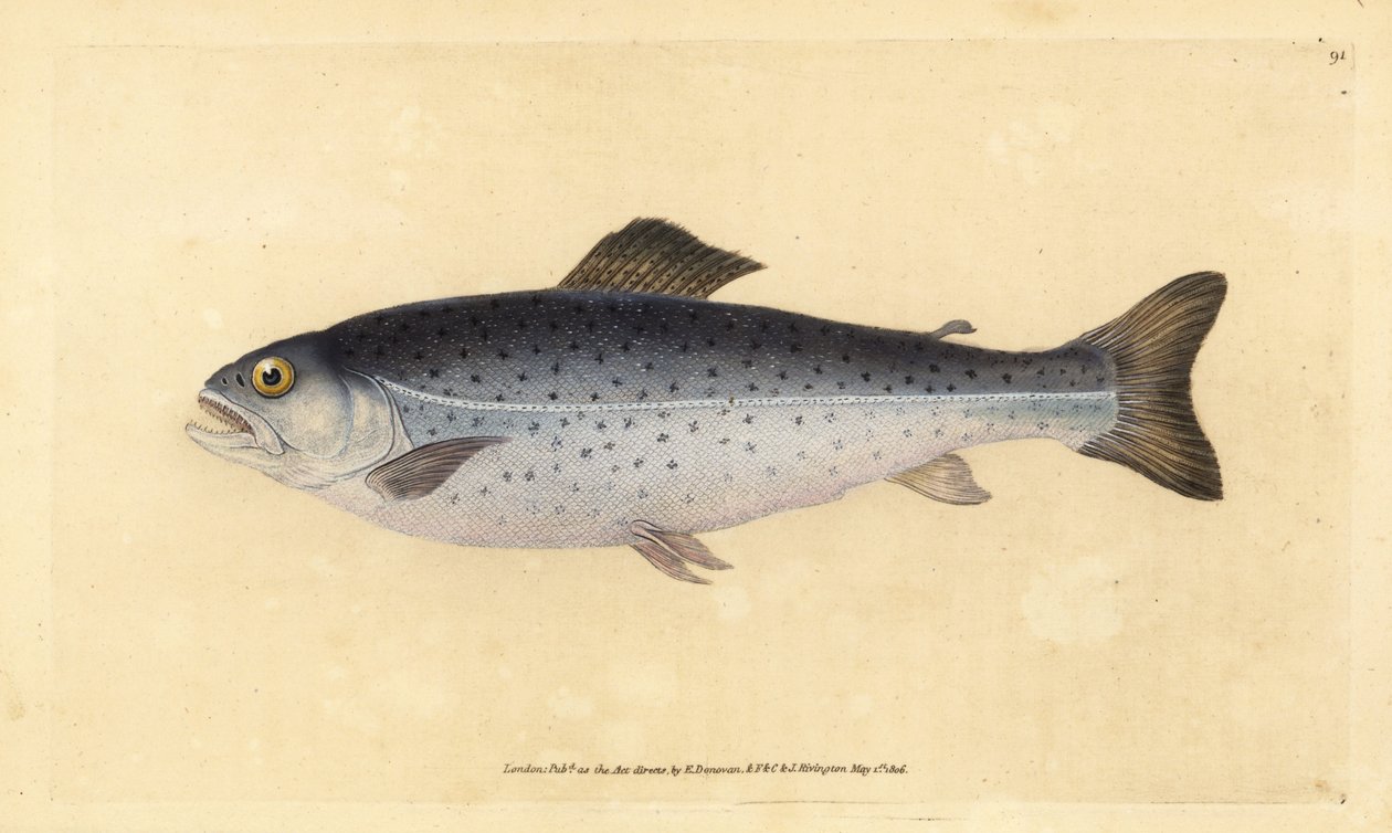 Brown Trout, Salmo Trutta. Handcoloured Copperplate Drawn and Engraved by Edward Donovan from His Natural History of British Fishes by Edward Donovan