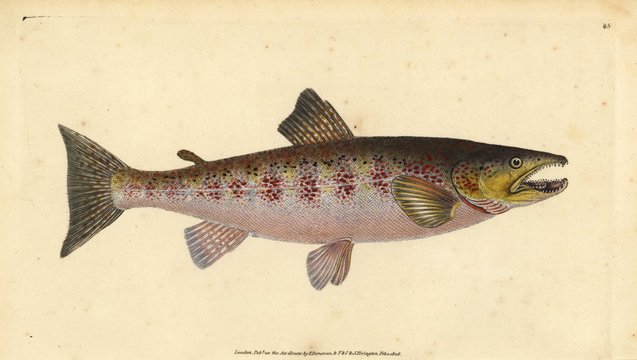 Brown Trout, Salmo trutta fario by Edward Donovan