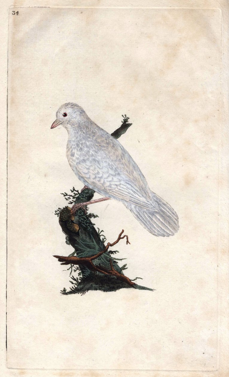 Eurasian Jay, Garrulus Glandarius. Copper Engraving by Edward Donovan, Published in 