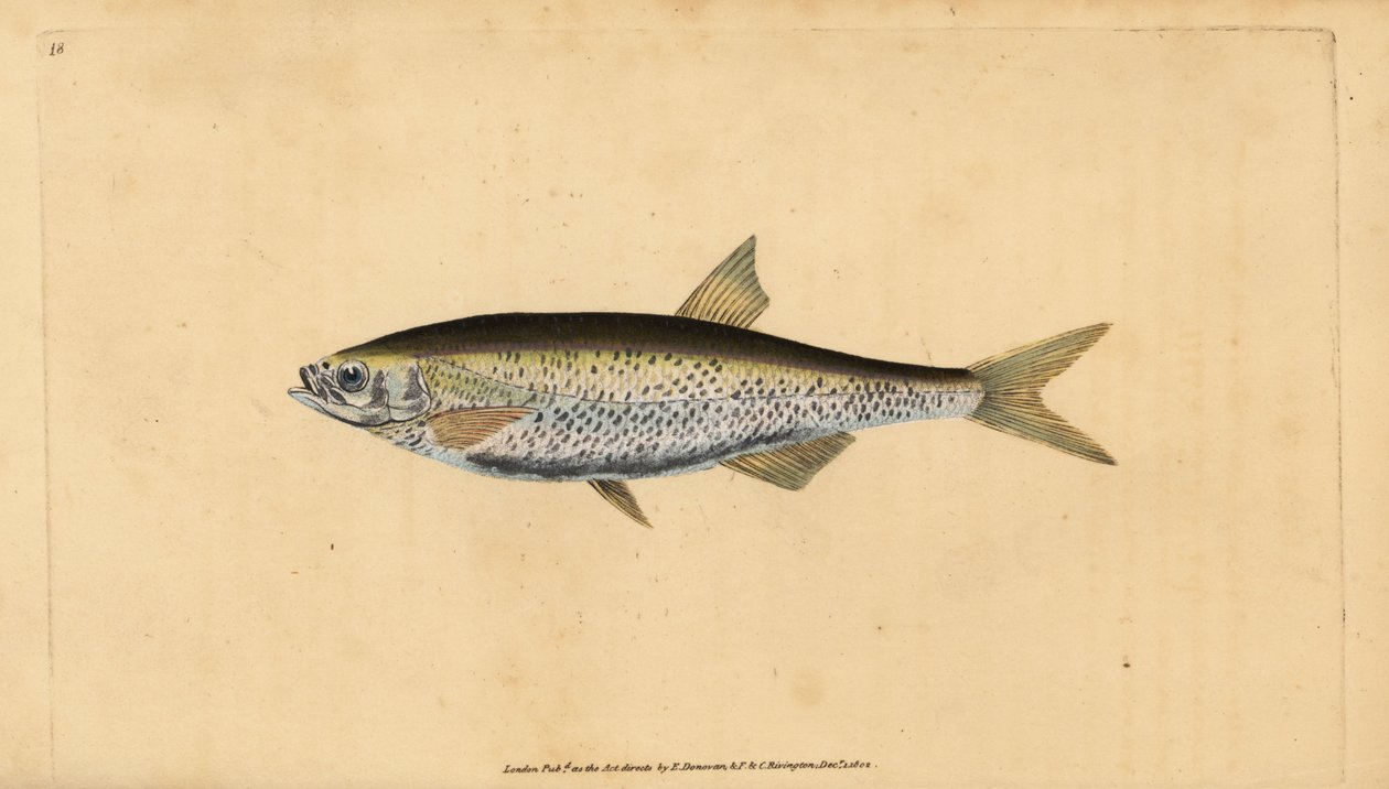 Common bleak, handcoloured copperplate drawn and engraved by Edward Donovan from his Natural History of British Fishes by Edward Donovan