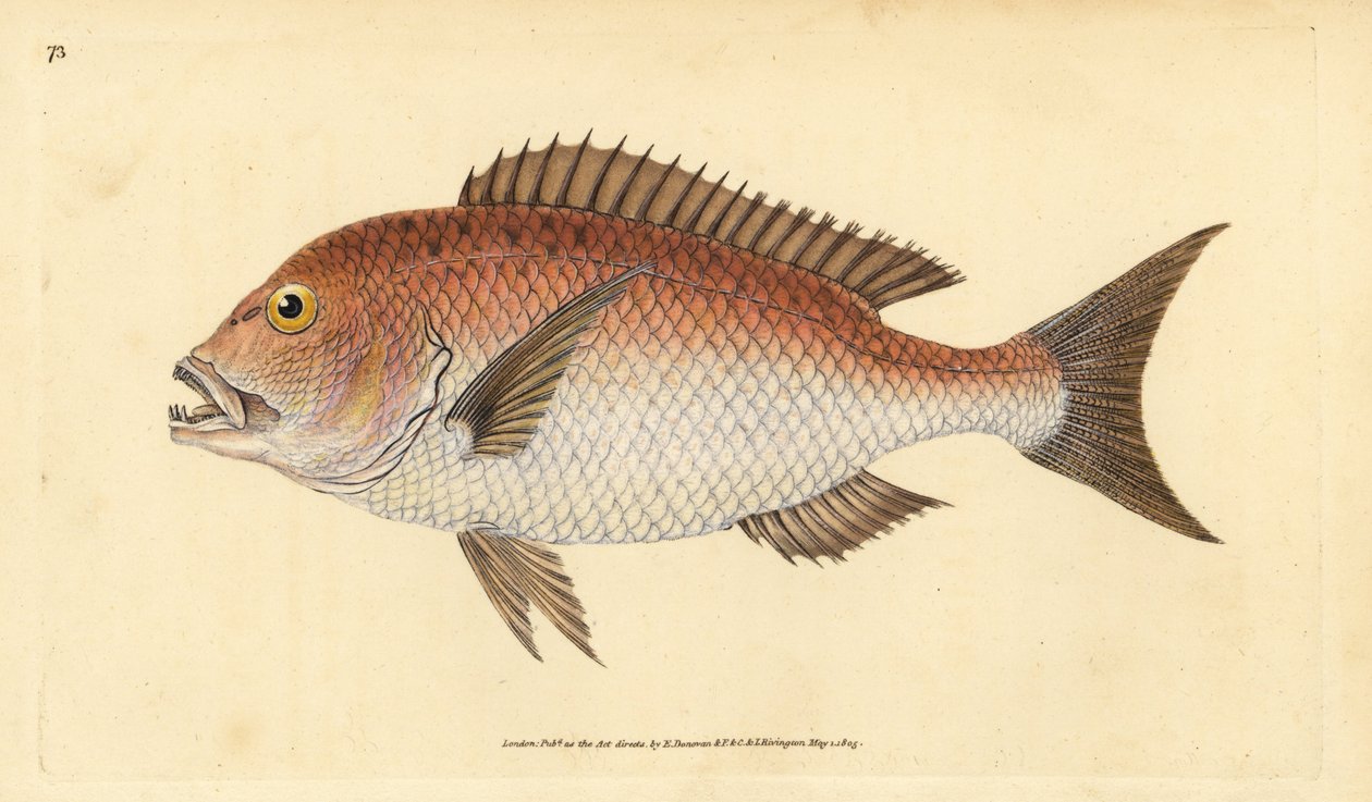 Common dentex, dentex dentex by Edward Donovan