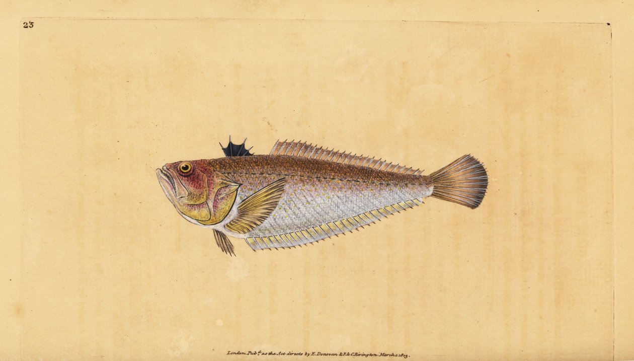 Common or greater weever, Trachinus draco by Edward Donovan