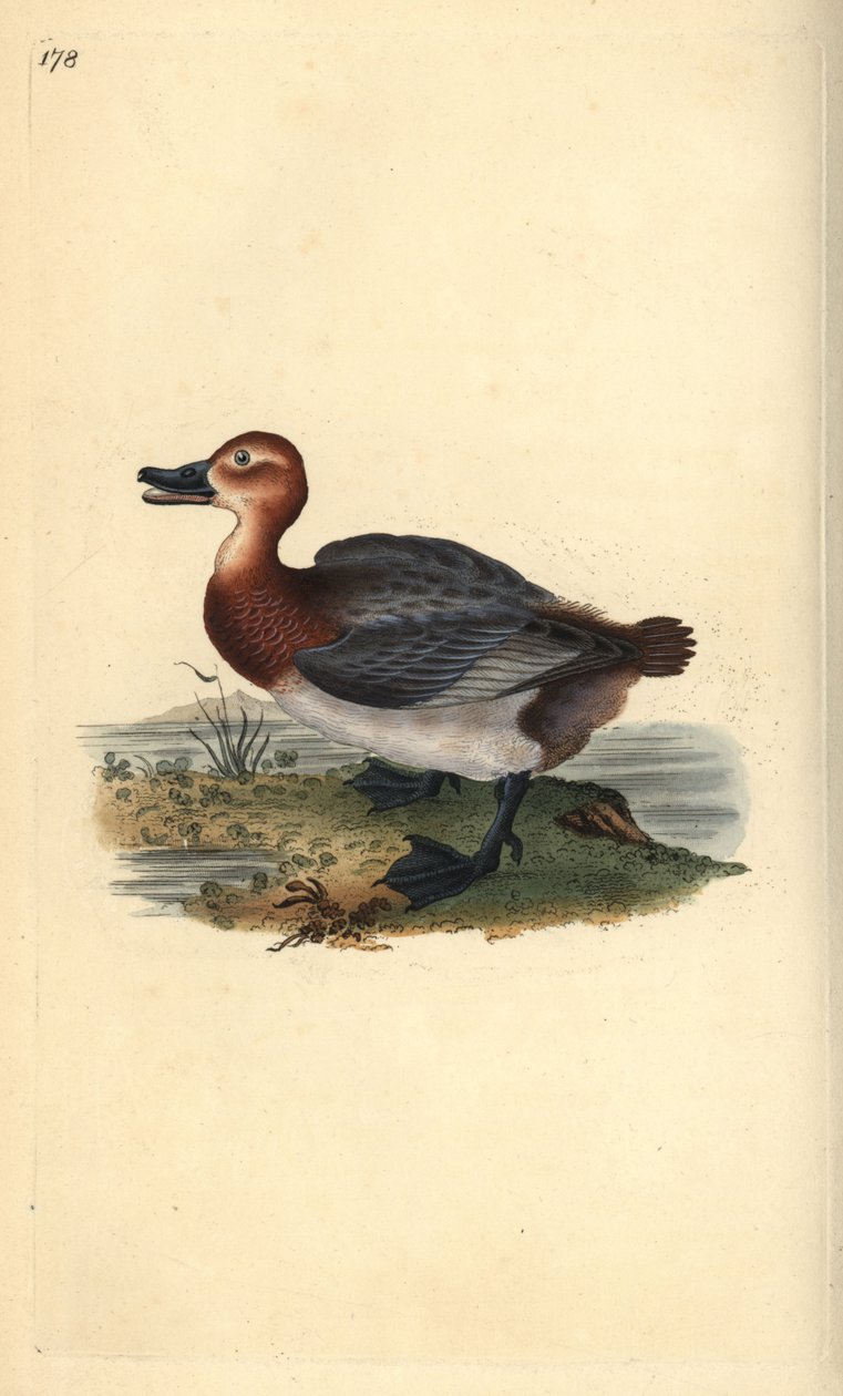 Common pochard or red-headed wigeon, Aythra ferina (female) by Edward Donovan