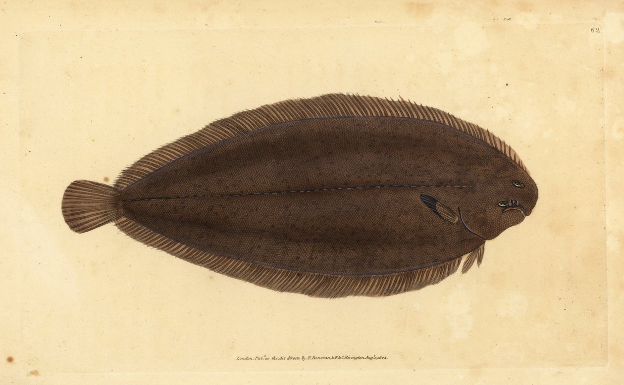 Common Sole or Dover Sole, Solea solea (Pleuronectes solea). Handcoloured Copperplate Drawn and Engraved by Edward Donovan from His Natural History of British Fishes, Donovan and F.C. and J. Rivington, London by Edward Donovan